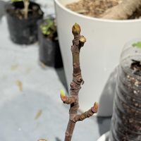 イチジク,観葉植物,今日の一枚,植物のある暮らし,今日の植物の画像
