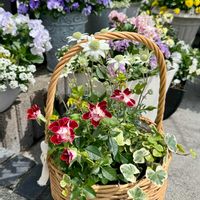 アリッサム,ヘデラ 雪ほたる,ミニバラ　リトルアーチスト,フランネルフラワー 天使のウインク,寄せ植えの画像