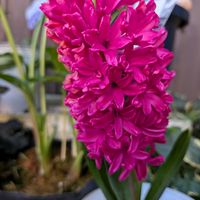 鉢植え,花のある暮らし,富山支部,春 はる,LOVE♡チューリップの画像