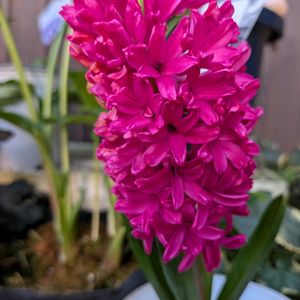 鉢植え,花のある暮らし,富山支部,春 はる,LOVE♡チューリップの画像