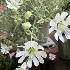 シレネ・ユニフローラ,鉢植え,満開,白い花,爽やかの画像