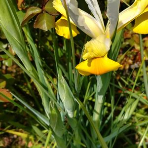 GSアダルトチーム,おうち園芸,チーム岐阜,畑の画像