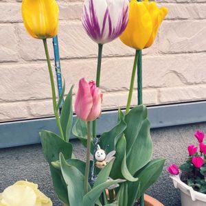 チュウリップ,寄せ植え,鉢植え,その他エクステリアの画像