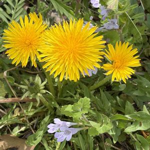 黄色の花,春の訪れ,畑の画像