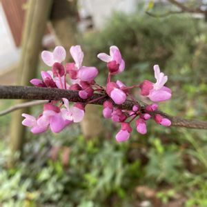 アメリカハナズオウ　サリーブラウン,地植え,開花,ピンクの花,緑が好きの画像