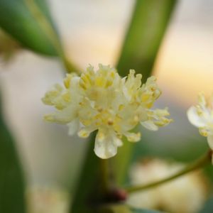月桂樹,月桂樹,ギンバイカ,芝生,ユリオプス デージーの画像
