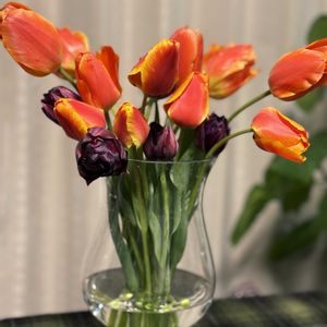 チューリップ,鉢植え,花のある暮らしの画像