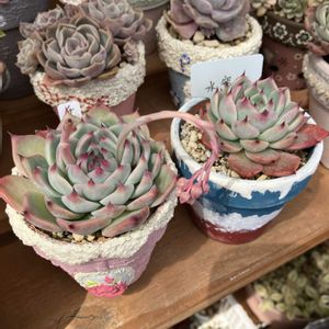 チワワエンシス,水蜜桃,寄せ植え,多肉植物,多肉寄せ植えの画像