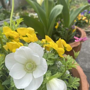 アネモネ,鉢植え,球根,開花,白い花の画像