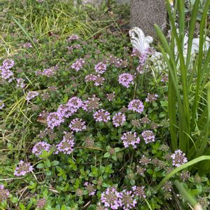 タイム,ハーブ,地植え,開花,ピンクの花の画像