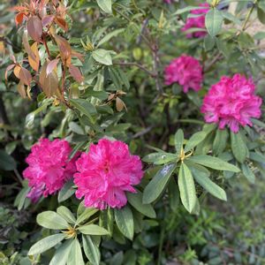 シャクナゲ,地植え,開花,ピンクの花,緑が好きの画像