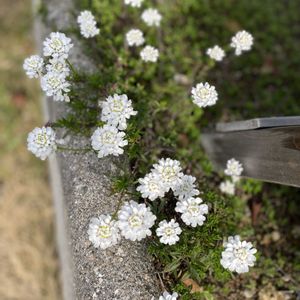 イベリス,地植え,開花,白い花,緑が好きの画像