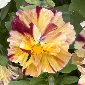 鉢植え,ガーデニング,お散歩道,ご近所さん,2026スタートの画像