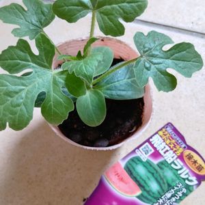 小玉スイカ,プランター菜園,ベランダ菜園の画像