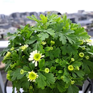 アトリカリア,アトリカリア,鉢植え,白い花,ベランダパトロールの画像