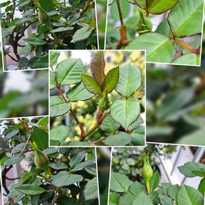 薔薇,薔薇,鉢植え,ベランダパトロール,蕾の画像