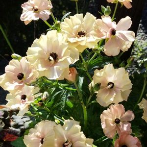 ラナンキュラス,ラナンキュラス　ラックス,ラナンキュラスラックス ヘスティア,玄関アプローチの画像