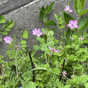 ハナニラ,れんげ,植木鉢,散歩道中,玄関アプローチの画像