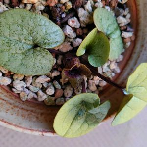 紀州カンアオイ,紀州カンアオイ,鉢植,斑入り銀葉,棚の画像