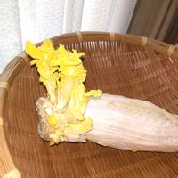 白菜,白菜のはな,白菜のはな,遊び心,スマホ撮影の画像