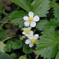 ワイルドストロベリーの画像