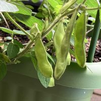 枝豆,ガーデニング,家庭菜園の画像