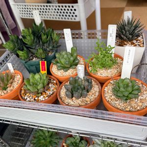 ハオルチア,多肉植物,ハオルチア属,多肉生活,多肉のある暮らしの画像