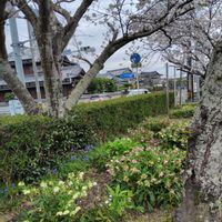 アカンサスの画像