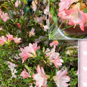 久留米ツツジ,キュンキュン乙女倶楽部,うどん県人会,キュンキュン乙女倶楽部No.192,我が家のお花達❣️の画像