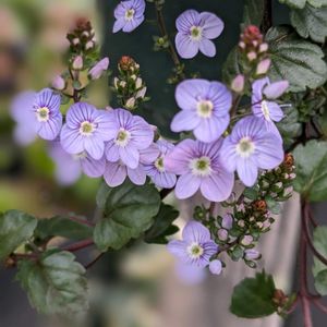 ベロニカ・オックスフォードブルー,ハンキング,青い花,フェンスに引っ掛けるの画像