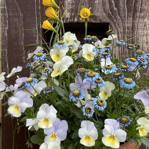 ビオラ,ペチコート水仙,キングフィッシャー デージー,キングフィッシャー デージー,寄せ植えの画像