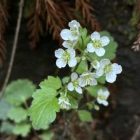 タネツケバナ,ユリワサビ,マルバコンロンソウ,似たもの同士,アブラナ科の画像