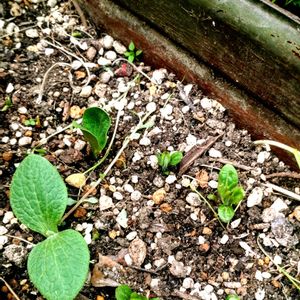 キッチン,小さな庭の画像