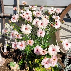 地植え,かわいいな♡,成長が楽しみ,お花好き,すてき…♡の画像