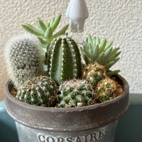 サボテン,サボテン,サボテン寄せ植え,多肉植物,サボテンの寄せ植えの画像