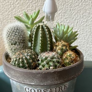 サボテン,サボテン,サボテン寄せ植え,多肉植物,サボテンの寄せ植えの画像