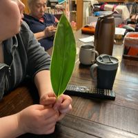 コルジリネの画像