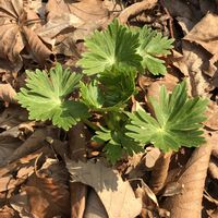トリカブト,公園,北海道の画像