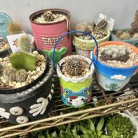 美空の鉾,ベランダ多肉,日日是好日,バラと夢CLUB,6日はカエルの日の画像