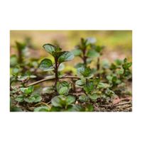 ミント,ハーブ,地植え,シソ科,庭の画像