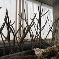 プルメリア,ネペンテス,板橋区熱帯環境植物館の画像