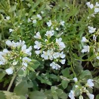 タネツケバナ,ゲゲゲの月曜日,初恋の花(ﾋﾄ)の画像