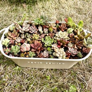 多肉,ちまちま 寄せ,寄せ植え,多肉植物,ちまちま寄せの画像