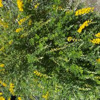 ヒメエニシダの画像