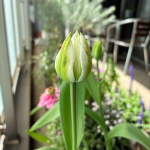 チューリップ,マンション,ベランダの画像