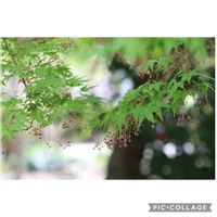 イロハモミジ,ヤマモミジ,元気をありがとう٩( ᐛ )و,山野草,小さな幸せ♡の画像