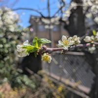 白木蓮,白木蓮(ﾊｸﾓｸﾚﾝ）,我が家でネクタリンと呼ばれる木,我が家でネクタリンと呼ばれる木,我が家でネクタリンと呼ばれる木の画像
