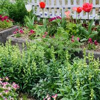 チューリップ,デルフィニウム キャンドルＩＱドルフィン,デルフィニウム キャンドルＩＱドルフィン,花束,花のある暮らしの画像