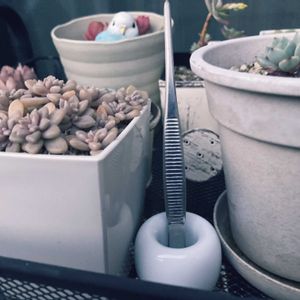 多肉植物,ネコ好き,無印良品,多肉中毒,植中毒の画像