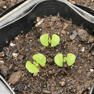 キュウリ,バジル,大葉,種から,みんな最高の画像